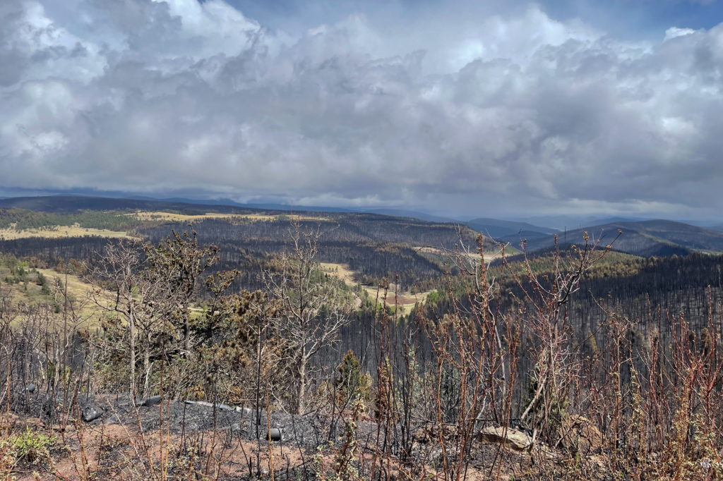 View of a forest burned by the Hermits Peak Calf Canyon fire near Holman, New Mexico, U.S., May 24, 2022. Picture taken May 24, 2022. Photo by Andrew Hay/REUTERS