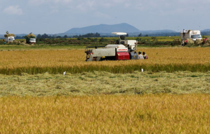 FILE: A paddy harvester cuts rice following effects of the worsening drought due to failed rain seasons, in Mwea