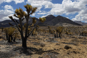 DesertFire