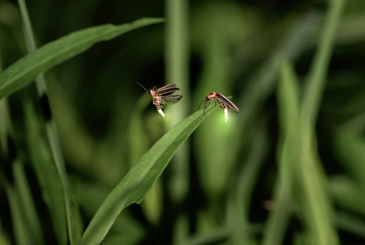 For insects that glow, artificial light is killing the vibe PBS News