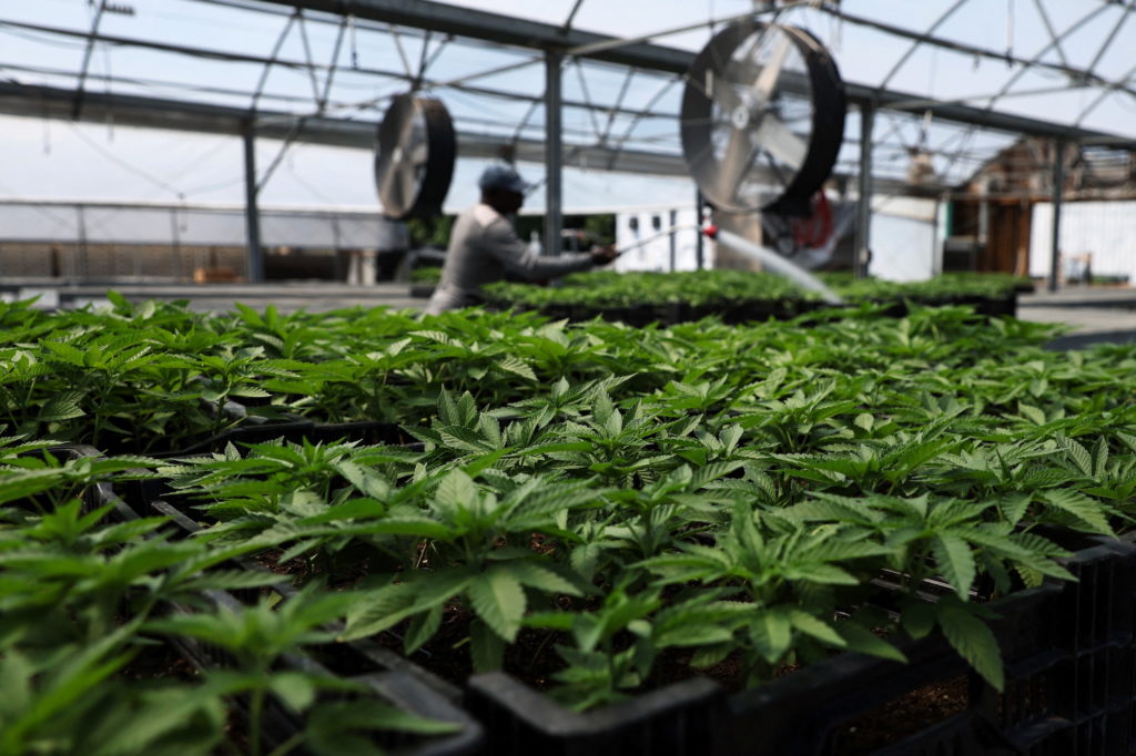 U S Health Officials Recommend Moving Marijuana To Lower risk Drug U S Health Officials Recommend Moving Marijuana To Lower risk Drug