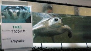 endangered