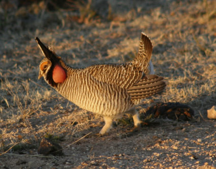 Biden vetoes two Republican-led bills to undo protections for the prairie chicken and northern bat