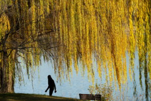 Man walks under a weeping willow in Arlington