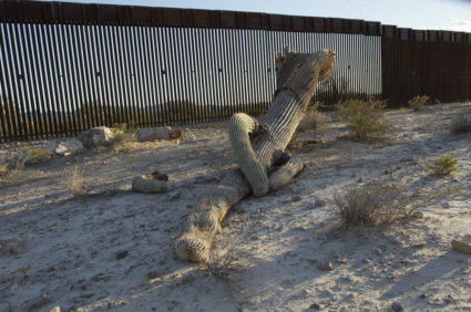 Saguaro cactus, either destroyed from border wall construction or a failure to replant after the construction, lies dead alongside the new border wall built under President Trump, April 28, 2021, in the preserved Organ Pipe Cactus National Monument, Arizona. Photo by Andrew Lichtenstein/Corbis via Getty Images