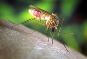 - UNDATED PHOTO - A Culex quinquefasciatus mosquito is shown in this undated photograph on a human f..