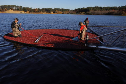 Cranberries are harvested at bog in Carver