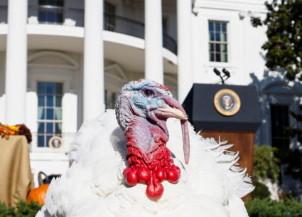 WATCH: Biden hosts national turkey pardon, 2023 White House Christmas tree arrives