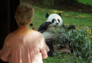 The National Zoo reopens in Washington
