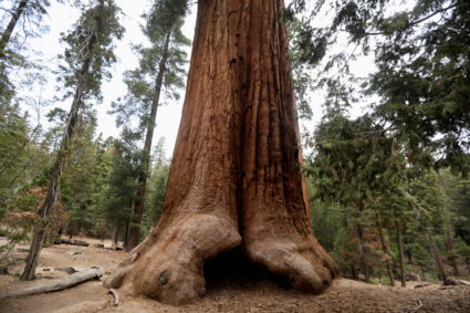 Tour of the Trail of 100 Giants in the Sequoia National Forest