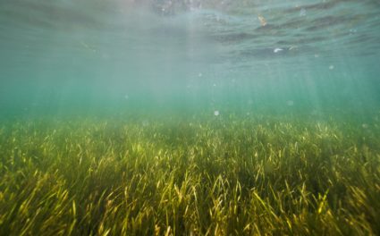 The Wider Image: In Baltic Sea, citizen divers restore seagrass to fight climate change