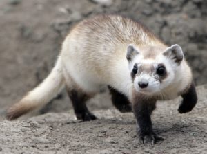 Mothra, a female black-footed ferret waits for pieces of prairie dog to be delivered to eat at the National Black-footed F...
