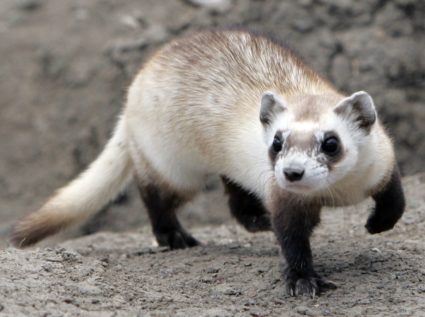 Mothra, a female black-footed ferret waits for pieces of prairie dog to be delivered to eat at the National Black-footed F...