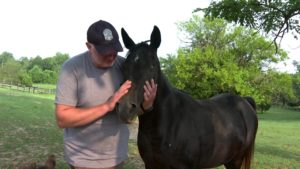 horse
