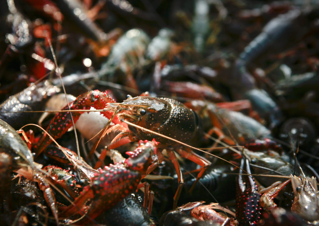 crawfish