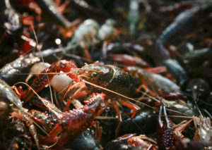crawfish