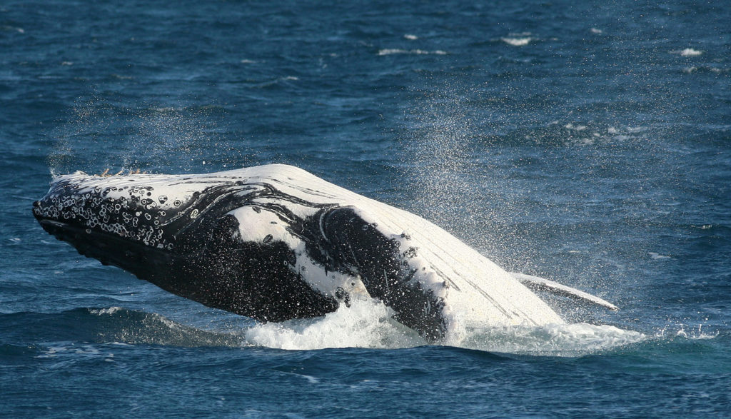 A humpback whale "breaches" the surface by propelling most of its body from the sea in Hervey Bay off the east coast of Au...