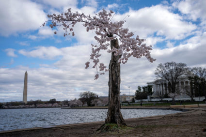 Cherry blossoms bloom in Washington
