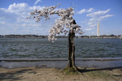 National Park Service set to remove 150 cherry trees in DC to repair seawall