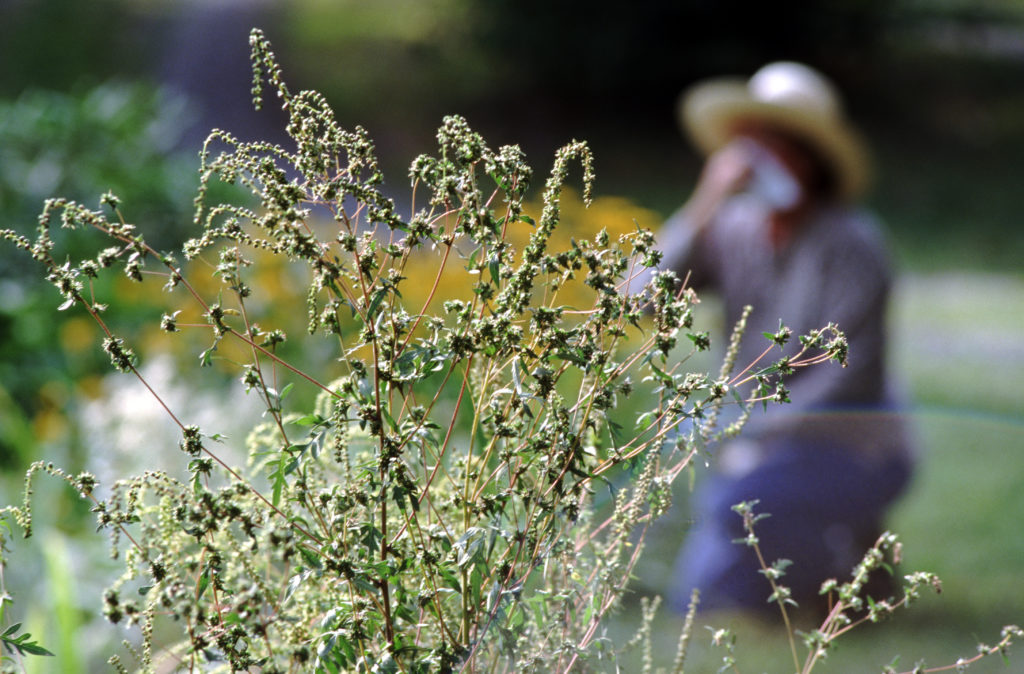 Allergies caused by ragweed