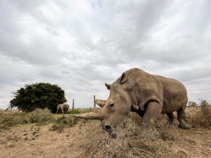 Najin, one of the last two northern white rhino females, stands at her enclosure at the Ol Pejeta Conservancy in Kenya