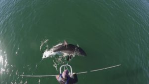 Sharks
