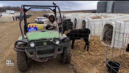 Immigrant workers face routine injuries, lack of protections on U.S. dairy farms