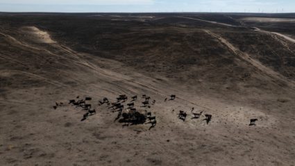 Cattle graze on hay amidst hills scorched by the Windy Deuce fire in Texas