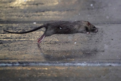 A rat runs across a sidewalk in the snow in the Manhattan borough of New York City
