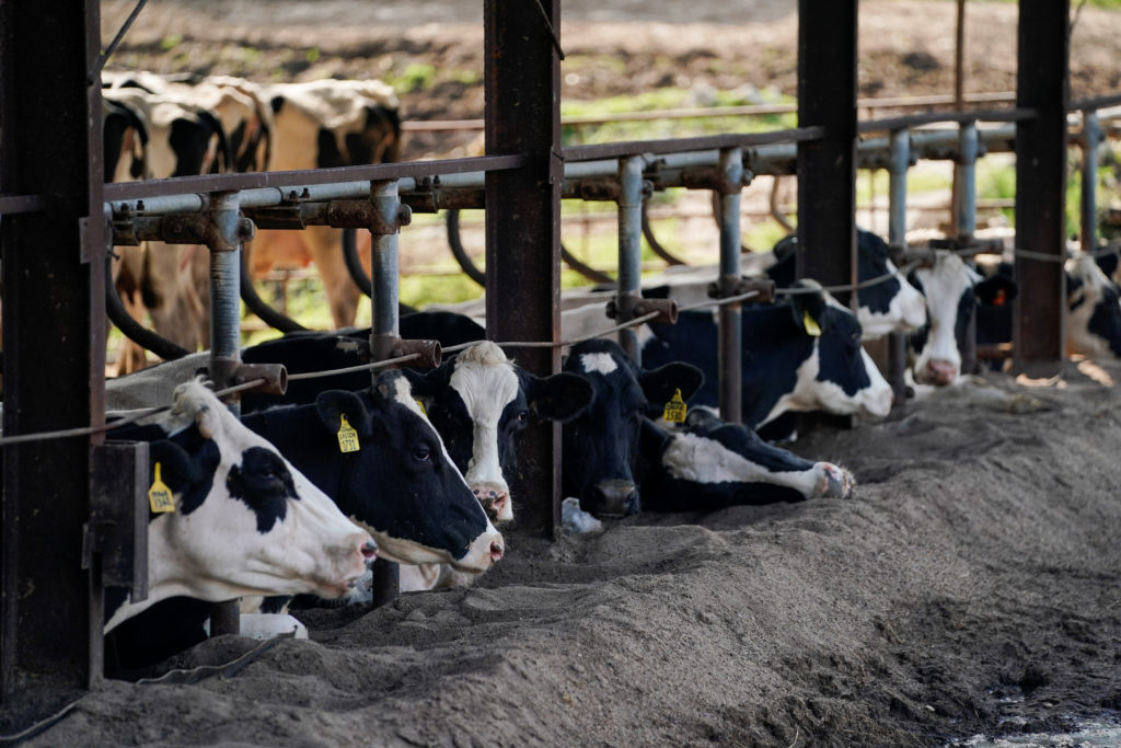 Alfred Brandt's dairy farm which has run into the industry's supply chain problems in Linn