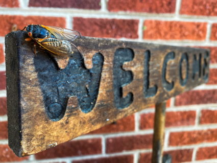 The cicadas are coming. Here&rsquo;s what to know if you&rsquo;re in their path