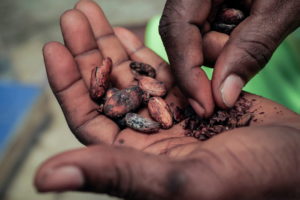 The Wider Image: Chocolate prices to keep rising as West Africa's cocoa crisis deepens