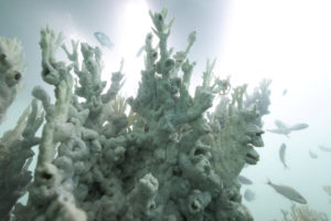 Bleached coral is seen in a reef at the Costa dos Corais in Japaratinga