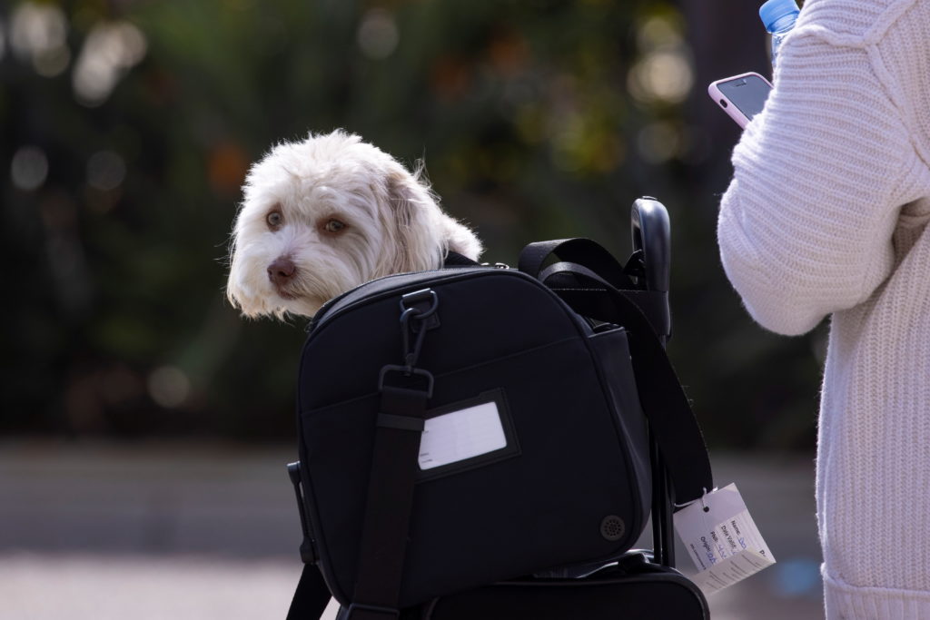 A Shih Tzu-mix dog named Murphy waits for a curbside pick-up with his owner Dakota after arriving from San Francisco durin...