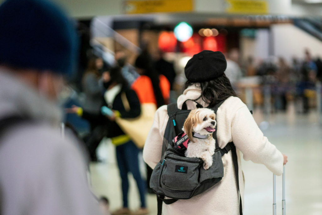 What to know if you are traveling abroad with your dog