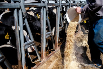 Dairy farmer Brent Pollard in Rockford
