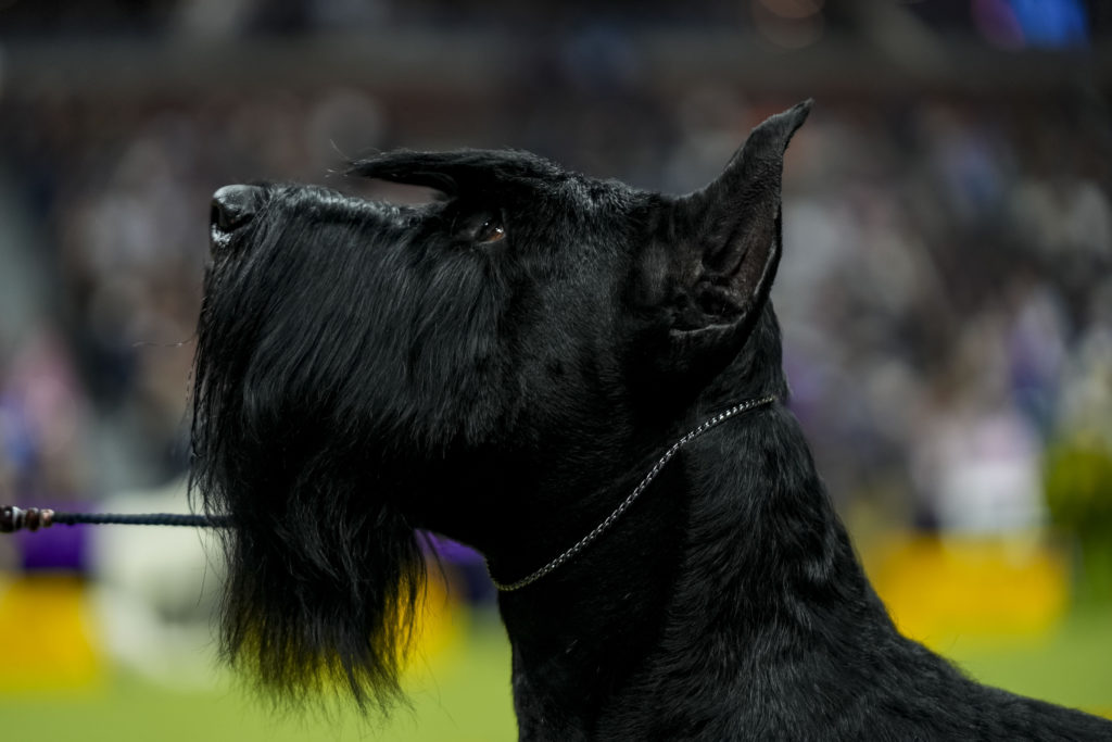 Dog Show: Westminster Kennel Club Second Day