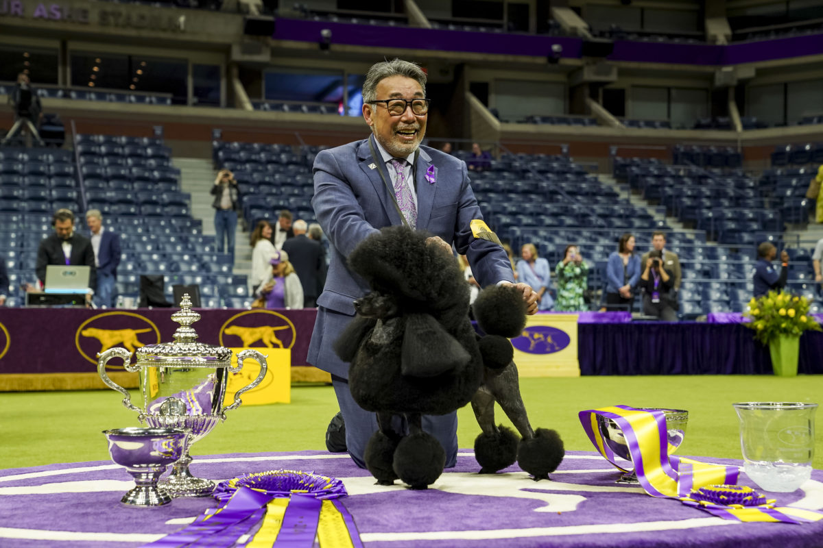 Sage the miniature poodle wins top prize at Westminster Kennel Club dog show PBS News