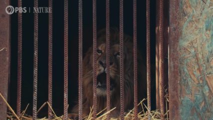 New film shows the toll Russia&rsquo;s invasion has taken on animals in Ukraine