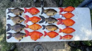 bigfish