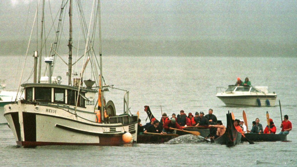 MAKAH FLOTILLA TOWS CARCASS OF HUNTED GREY WHALE.