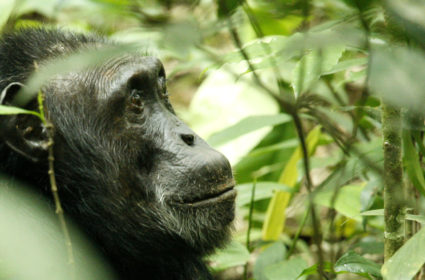 A dominant male chimpanzee listens to calls in Kibale National Park tropical rain forest
