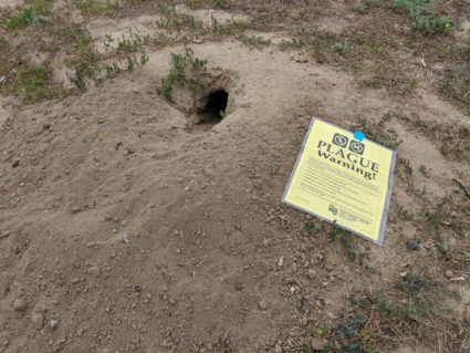 The U.S. sees 7 plague cases a year. Here's why