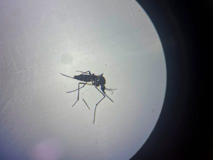Sterilized tiger mosquitoes released in Spain to fight tropical diseases on the rise due to climate change