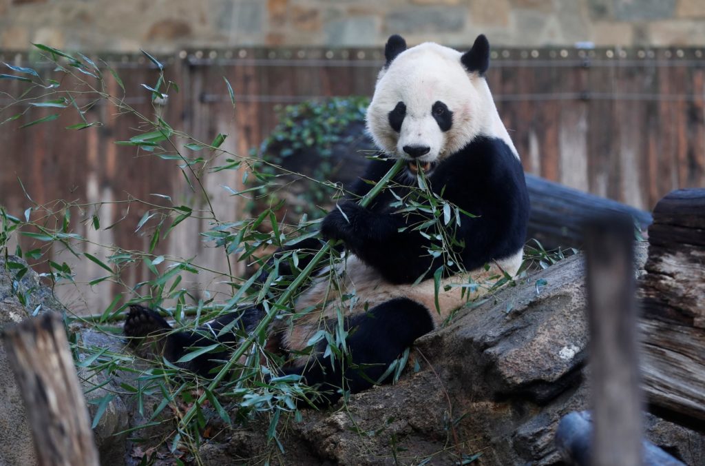 Bei Bei, the giant panda, is seen for the last time at the Smithsonian National Zoo, before his departure to China, in Was...