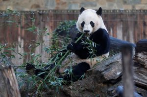 Bei Bei, the giant panda, is seen for the last time at the Smithsonian National Zoo, before his departure to China, in Was...