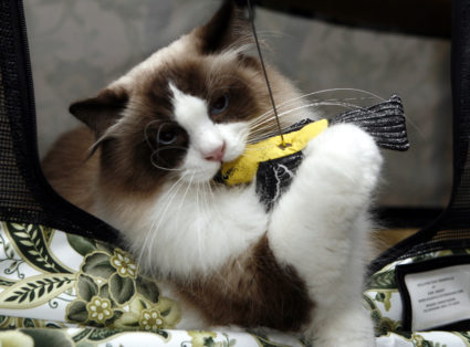 Cats like to play fetch like dogs. The game is rooted in both species' hunting instincts