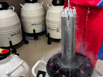 Lynn Curry lifts frozen embryos out of IVF cryopreservation dewar, in Madison