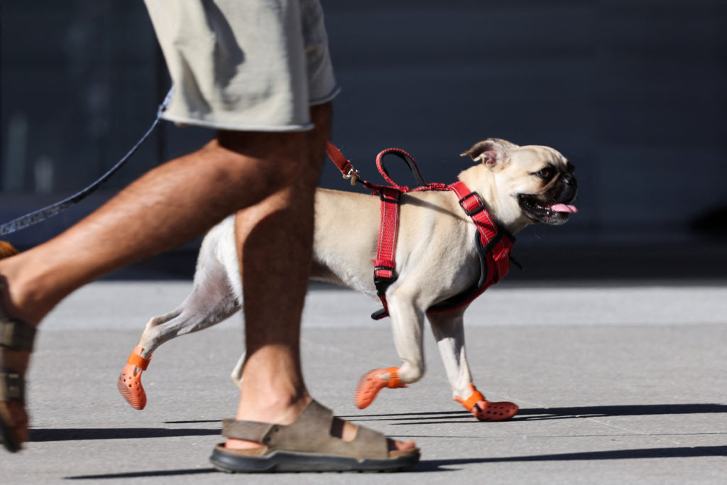 A small dog wears booties to protect his feet from the heat of the pavement in Los Angeles