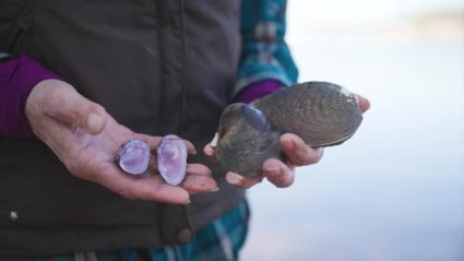 How Wisconsin is trying to save its freshwater mussels from drought and rising heat